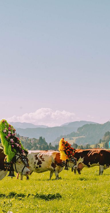 Kühe mit buntem Kopfschmuck grasen auf einer grünen Wiese vor einer Bergkulisse. Eine Kirche und Häuser sind im Hintergrund sichtbar, unter klarem Himmel.