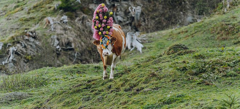 Eine Kuh mit einem Kopfschmuck aus bunten Blumen läuft auf einer grünen Almwiese in den Bergen. Im Hintergrund sind Felsen und Bäume sichtbar.