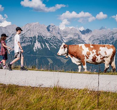 Two children walking along a path near a grazing cow, with the Wilder Kaiser mountains in the background under a clear blue sky.