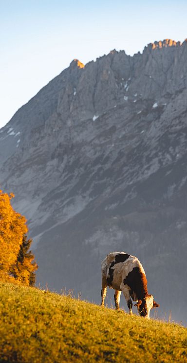 Felsiges Bergmassiv mit herbstlichen Bäumen im Vordergrund, die in sattem Orange leuchten. Der Himmel ist klar und verstärkt den Kontrast der Landschaft.