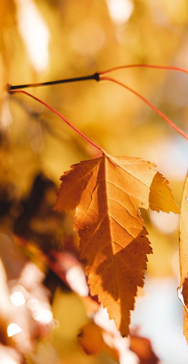 Close-up of autumn leaves in vibrant orange and yellow colors, softly lit by sunlight, creating a warm and cozy atmosphere.