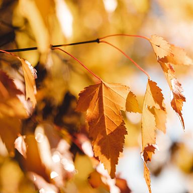 Nahaufnahme von goldenen Herbstblättern, die an Zweigen hängen. Das warme Sonnenlicht beleuchtet die Blätter, was eine gemütliche Herbststimmung erzeugt.