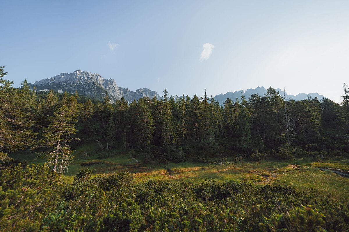 Dichter Wald vor einer imposanten Bergkulisse unter klarem Himmel. Die Szene strahlt Ruhe und natürliche Schönheit aus.
