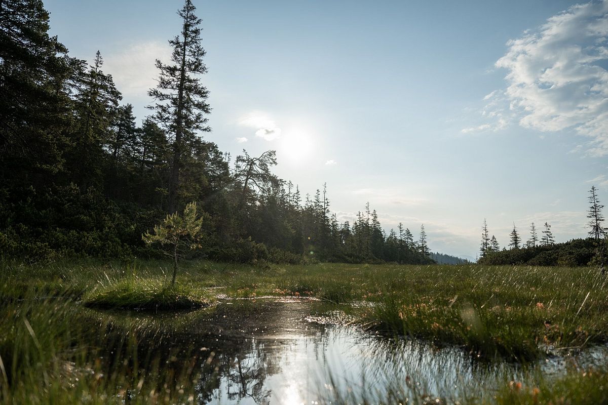 Ein ruhiger Tümpel liegt inmitten einer grünen Wiese, umgeben von hohen Bäumen. Darüber spannt sich ein klarer blauer Himmel mit einigen Wolken, die Sonne scheint.