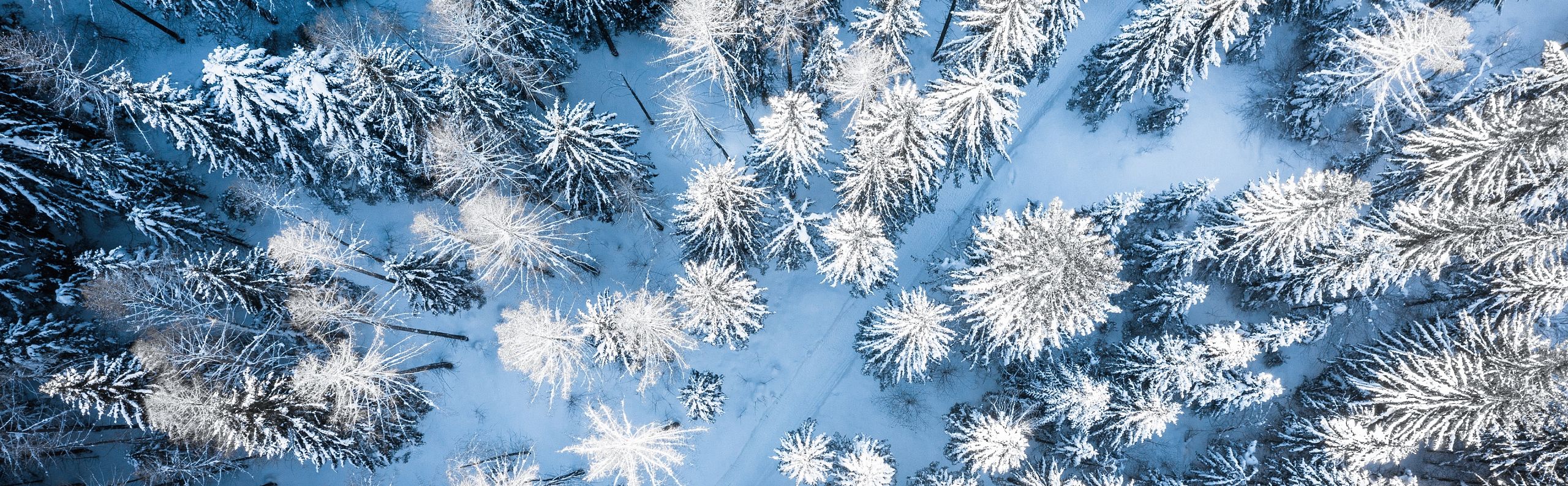 Aerial view of a snow-covered forest with tall pine trees, showcasing a serene, winter landscape with shades of white and blue.