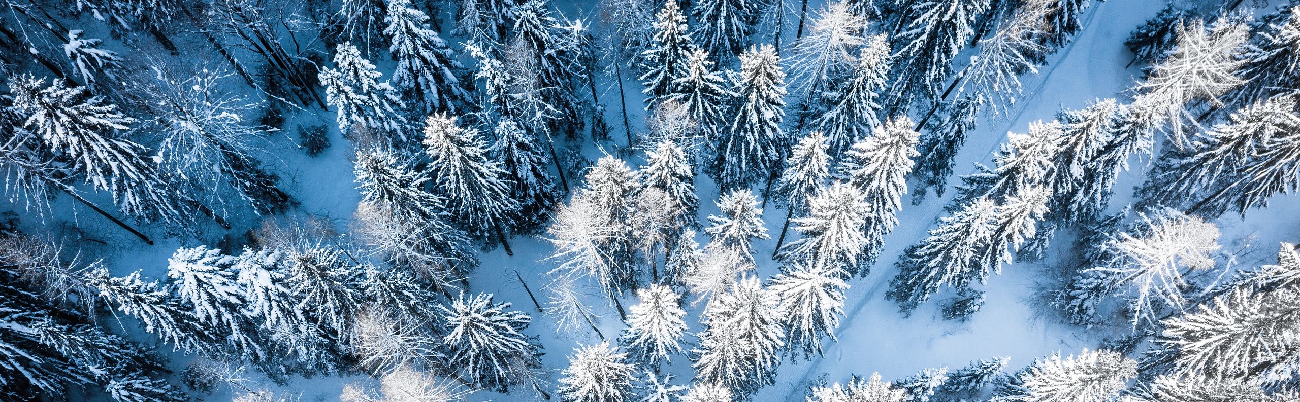 Vogelperspektive auf verschneiten Nadelwald. Die Bäume sind mit Schnee bedeckt und bilden ein winterliches Muster aus Weiß und Blau. Friedliche Winterlandschaft.
