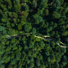 Blick von oben auf die Baumspitzen des grünen Waldes