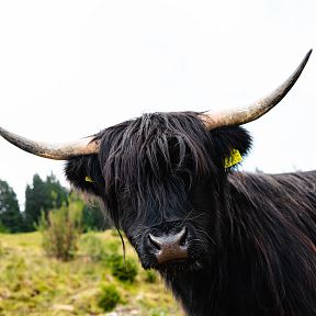 WilderKaiser_Kaiserblüte_Alm2_2025_MathäusGartner (51) (1)