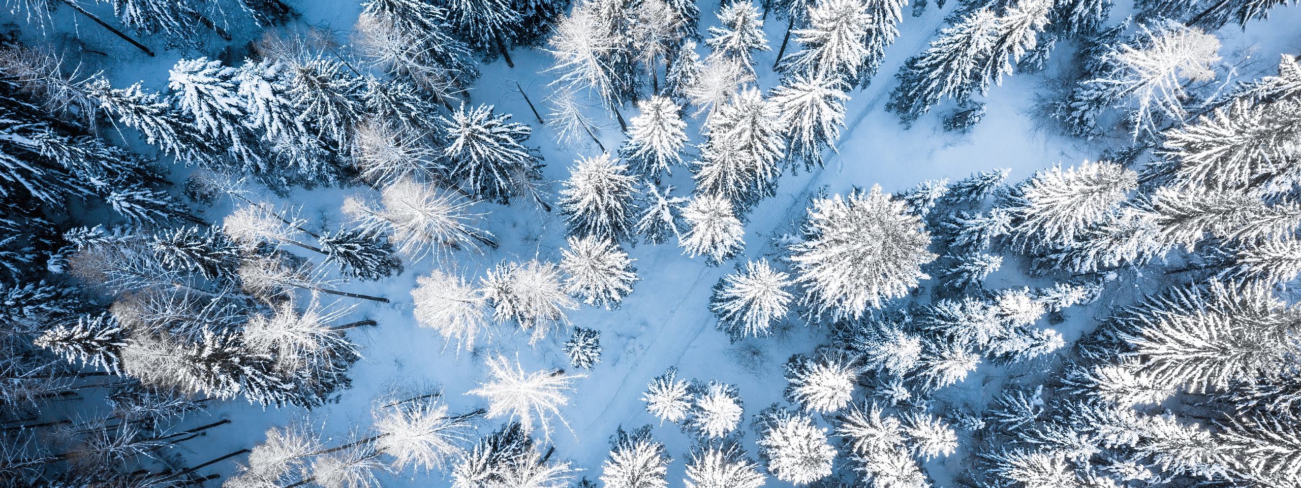 Aerial view of a snow-covered forest with tall pine trees, showcasing a serene, winter landscape with shades of white and blue.