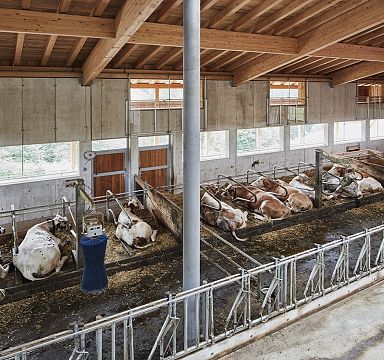 Innenansicht eines modernen, hellen Stalls mit mehreren Kühen, die in ihren Boxen auf dem Boden liegen. Die Decke ist aus Holz, und es gibt große Fenster.
