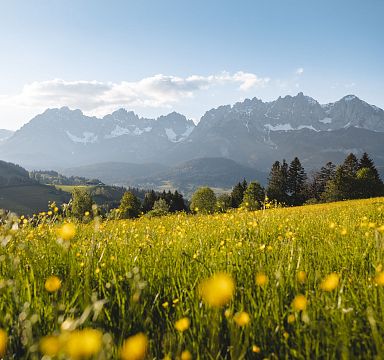 Blühende Wiese mit gelben Blumen im Vordergrund, dahinter das imposante Bergmassiv des Wilden Kaisers unter blauem Himmel, von Wald und Feldern umgeben.