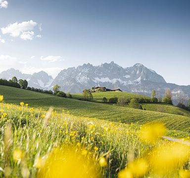 Idyllische Almwiese mit gelben Blumen im Vordergrund, sanften Hügeln und dem imposanten Wilder Kaiser Gebirge im Hintergrund unter klarem Himmel.