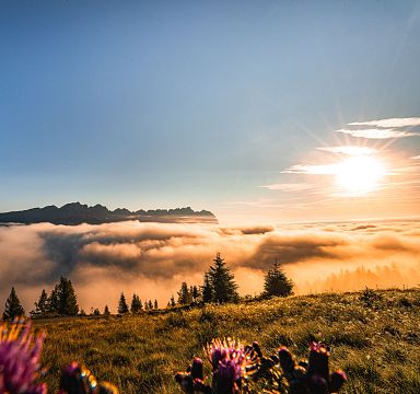 Sun rises over the Wilder Kaiser mountains, illuminating fog-covered valleys. Wildflowers in the foreground add a splash of color to the scenic view.