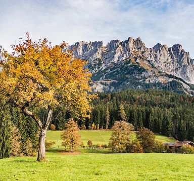 Herbstlandschaft mit bunten Bäumen und grünen Wiesen vor dem imposanten Bergmassiv des Wilden Kaisers unter blauem Himmel.