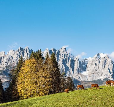 A scenic view of the Wilder Kaiser mountains in Tyrol, with a green pasture in the foreground where cows graze, set against a clear blue sky.