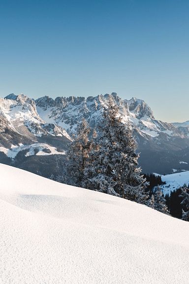 Snow-covered Wilder Kaiser mountains and pine trees under a clear blue sky in the Tyrolean Alps.