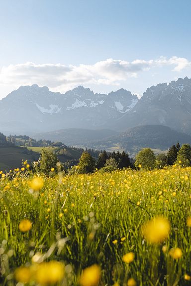 A scenic view of the Wilder Kaiser mountains, towering over a vibrant field of yellow wildflowers, against a backdrop of clear blue sky and distant hills.