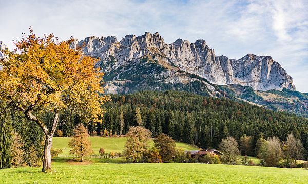 Autumn landscape with a solitary tree, green meadow, and majestic mountains in the background under a blue sky.