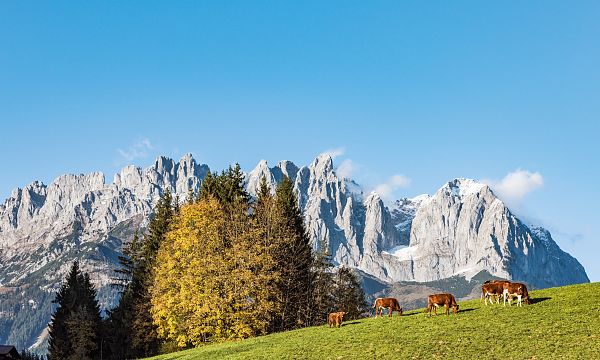 Berglandschaft in Tirol mit dem Wilder Kaiser im Hintergrund, grüner Wiese im Vordergrund und einigen weidenden Kühen bei klarem Himmel.