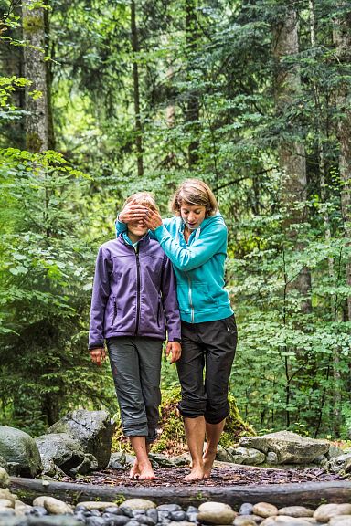 Wurm-Perspektive eines hohen Nadelbaums, umgeben von anderen Bäumen, mit blauem Himmel im Hintergrund. Sonnenlicht fällt durch das Blätterdach.