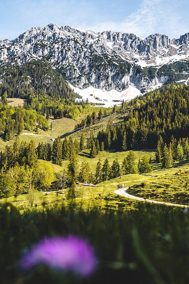 Majestätische Alpenlandschaft mit schneebedeckten Gipfeln und grünen Wiesen im Vordergrund, umrahmt von lila Blumen. Ein gewundener Pfad führt durch das Tal.