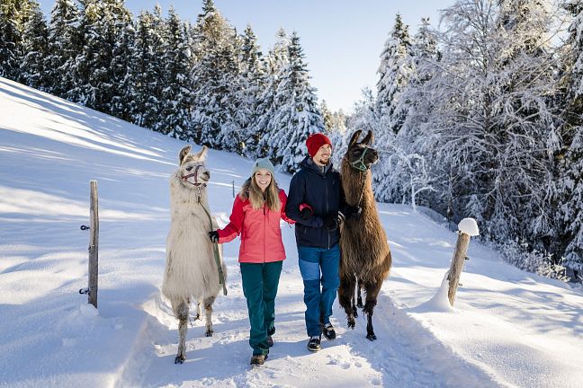 wilder-kaiser-lamatrekking-ellmau-winter24-sabineholaubek-53