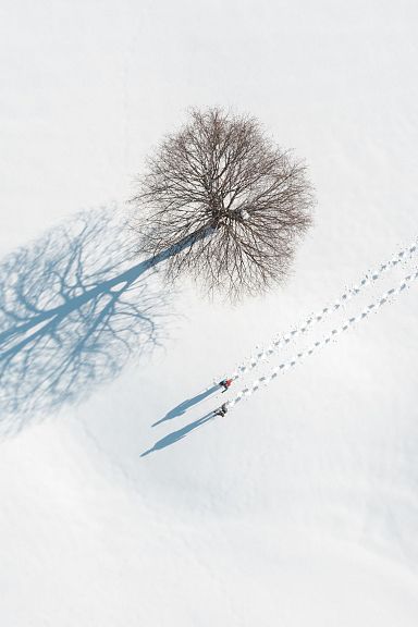 Luftaufnahme eines Schneefeldes mit einem einzelnen Baum, dessen lange Schatten sichtbar ist. Zwei Fußspuren im Schnee führen an dem Baum vorbei.