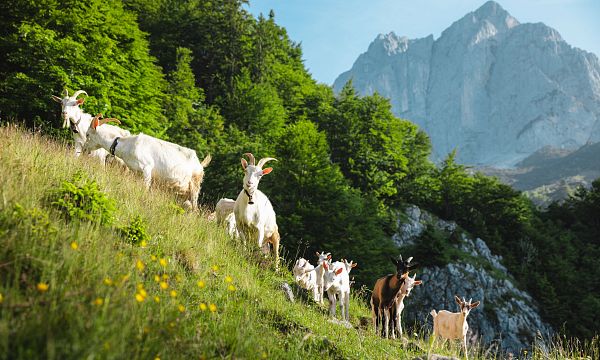 Eine Gruppe von Ziegen weidet auf einer grünen Almwiese vor einem majestätischen Bergmassiv unter blauem Himmel. Die Natur ist üppig und friedlich.