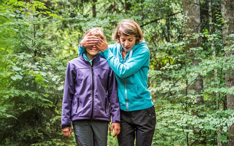 Wurm-Perspektive eines hohen Nadelbaums, umgeben von anderen Bäumen, mit blauem Himmel im Hintergrund. Sonnenlicht fällt durch das Blätterdach.