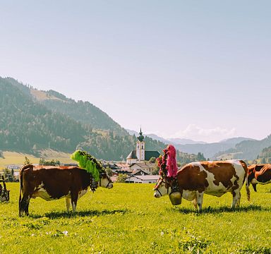 Kühe mit bunten Kopfschmuck auf einer grünen Wiese vor einem Bergdorf mit Kirche und Alpenpanorama, unter klarem Himmel im Sonnenschein.