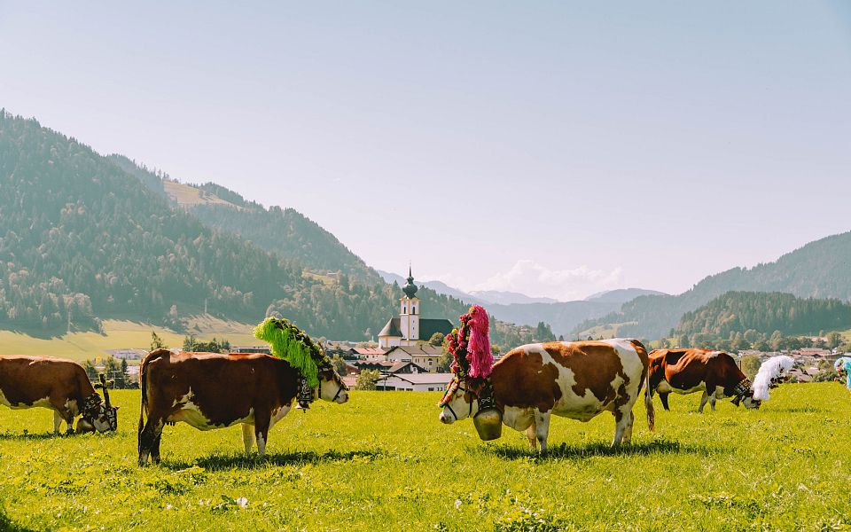 Kühe mit bunten Kopfschmuck auf einer grünen Wiese vor einem Bergdorf mit Kirche und Alpenpanorama, unter klarem Himmel im Sonnenschein.