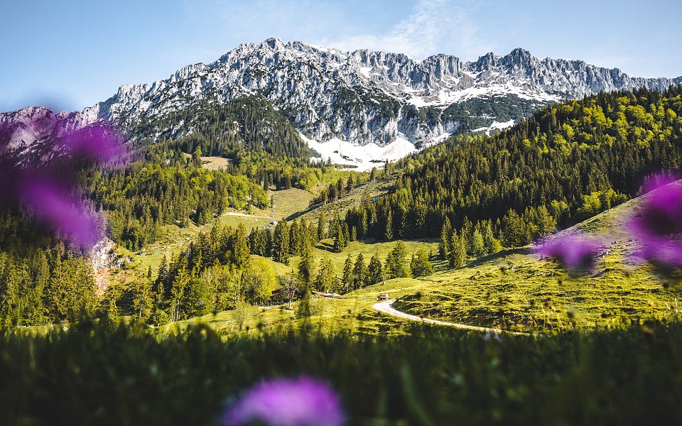 Majestätische Alpenlandschaft mit schneebedeckten Gipfeln und grünen Wiesen im Vordergrund, umrahmt von lila Blumen. Ein gewundener Pfad führt durch das Tal.
