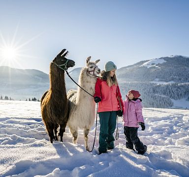Mother and child with two llamas in snowy Wilder Kaiser, sun shining. Winter landscape of mountains and snow-covered fields.