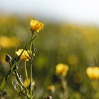 Close-up of yellow wildflowers blooming in a sunlit meadow, with a soft focus on the background, showcasing the beauty of nature in spring or summer.