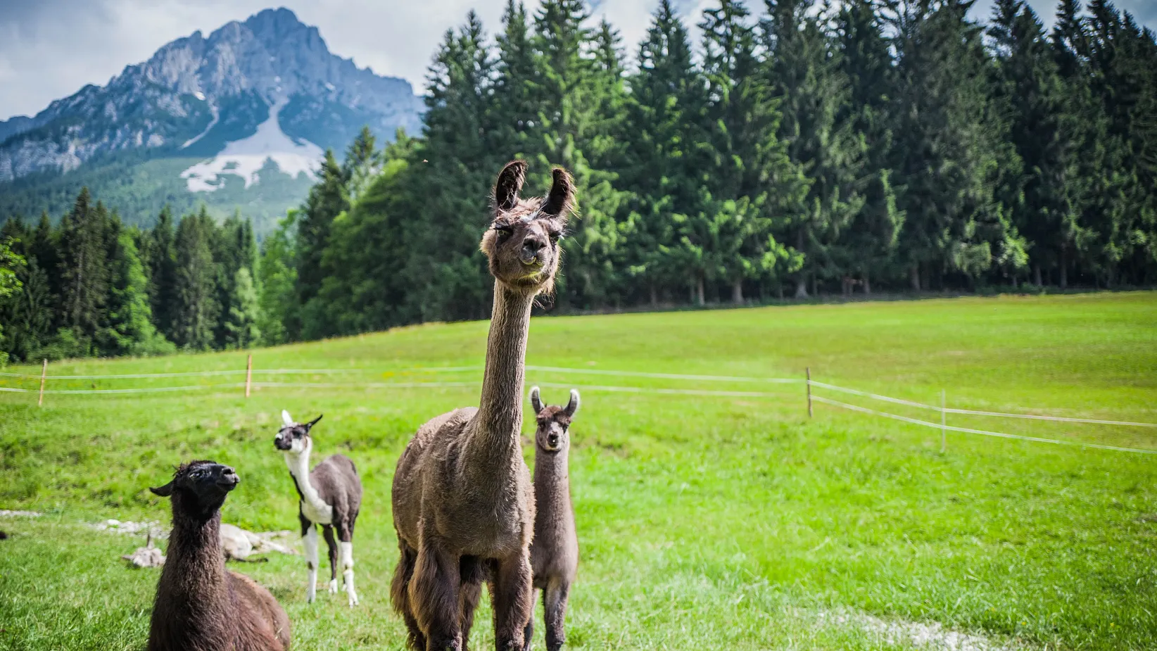 Llama trekking in Ellmau in the Wilder Kaiser