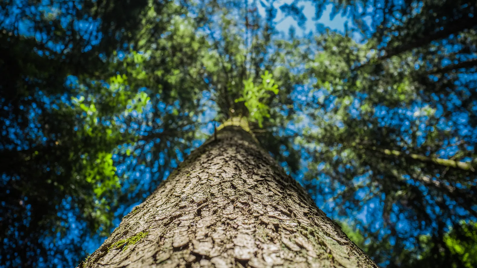 Forest bathing in the Wilder Kaiser region