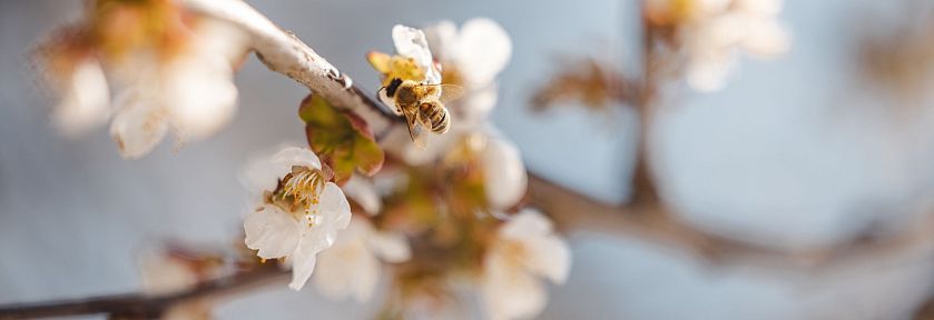 Eine Biene sitzt auf einem blühenden Ast mit weißen Blüten vor unscharfem Hintergrund. Der Frühling symbolisiert neues Leben und Erwachen der Natur.