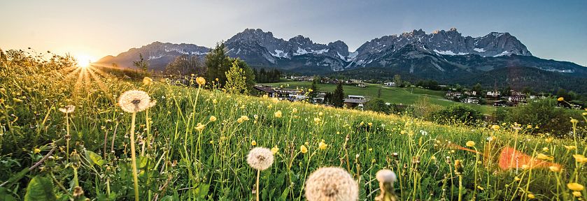 Eine Blumenwiese mit Pusteblumen vor einem Bergpanorama bei Sonnenuntergang, mit dem markanten Gebirgsmassiv des Wilden Kaisers im Hintergrund.
