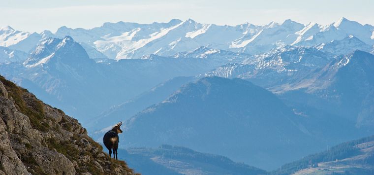 Naturschutz am Wilden Kaiser