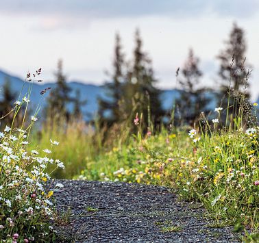 Aktuell gesperrte Wege & Umleitungen