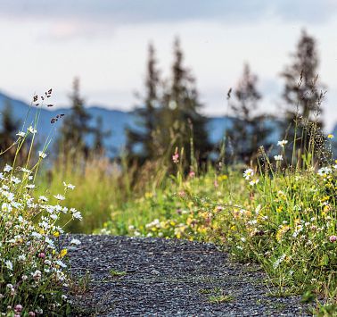 Aktuell gesperrte Wege & Umleitungen
