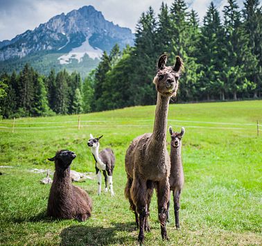 Aktivprogramm buchen