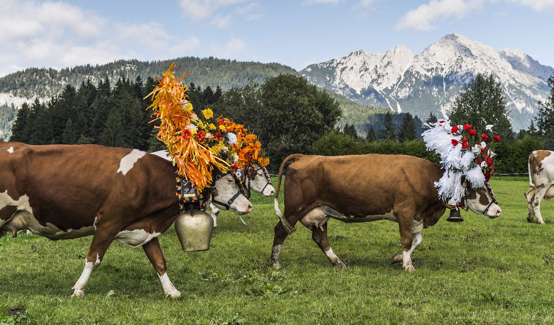 Almabtrieb in Söll am Wilden Kaiser
