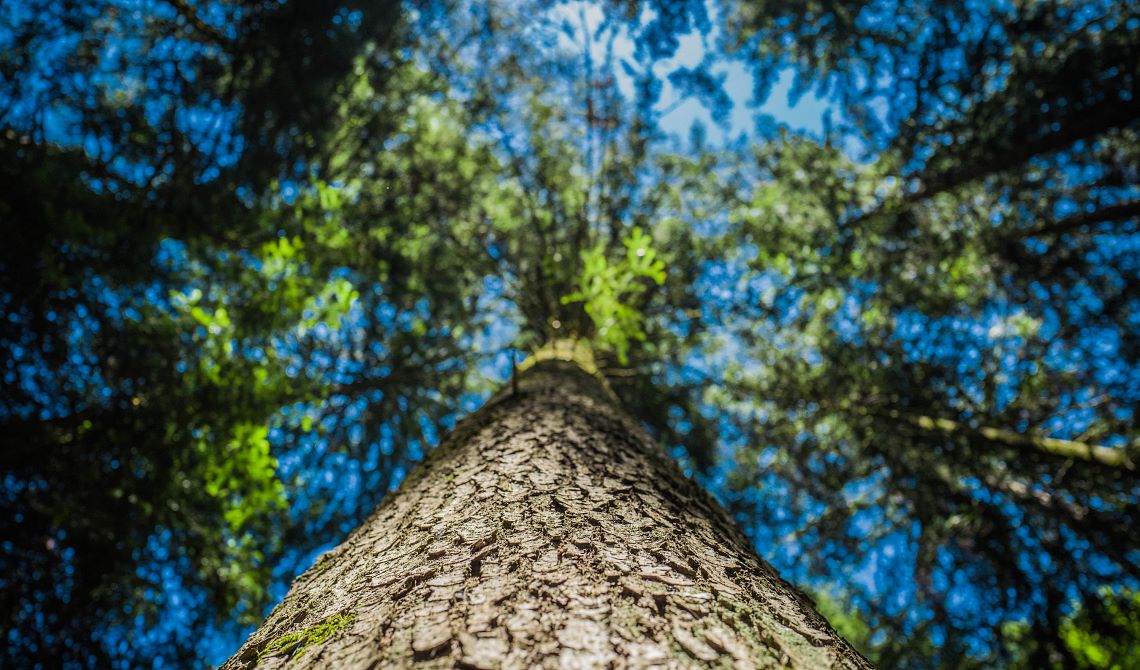 Waldbaden in Scheffau am Wilden Kaiser