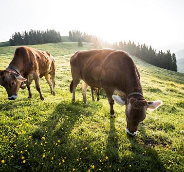 Zwei Kühe grasen bei Sonnenaufgang auf einem grünen Hügel