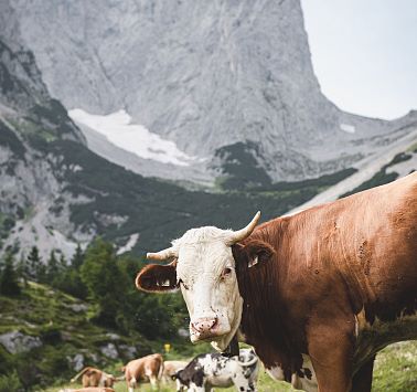 Kuhherde auf der Alm vor felsigem Gebirgsgrat in der Ferne