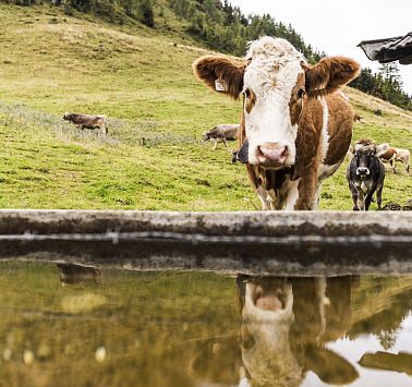 Eine Kuh schaut uns über die Tränke hinweg an, im Hintergrund ihre Herde